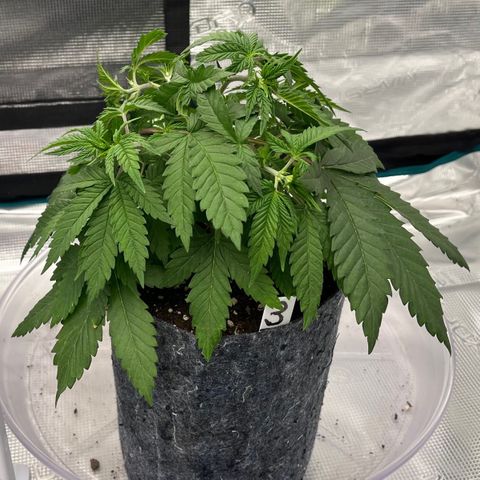 Pineapple Express P3 growlog photo: 10:30am- still looking little droopy to me.. I’m gonna flush the medium with distilled water later and measure runoff, then follow it with lower intensity nutrient water 1.4EC ≈ 1ppt. Color looks pretty dark too especially on right side. Just appears stressed imo. 