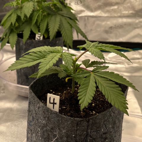 Pineapple Express P4 growlog photo: 10:30am-  least droopy of the four.. I’m gonna flush the medium with distilled water later and measure runoff, then follow it with lower intensity nutrient water 1.4EC. 