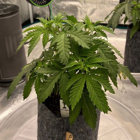 Pineapple Express P1 growlog photo: 6:30pm- 
pre-flush still a little droopy