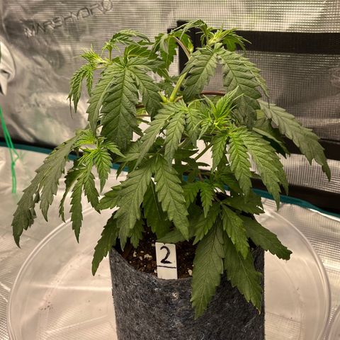 Pineapple Express P2 growlog photo: 6:30pm- 
pre-flush still a little droopy