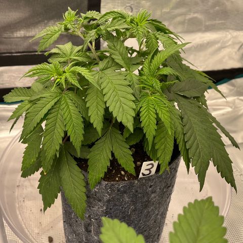 Pineapple Express P3 growlog photo: 6:30pm- 
pre-flush still a little droopy