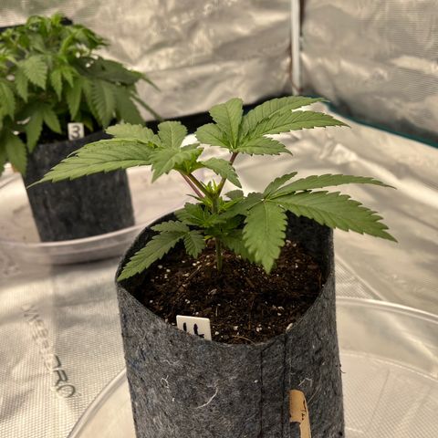 Pineapple Express P4 growlog photo: 6:30pm- 
Didn’t know it at the time but pre-flush..