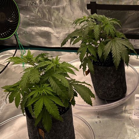 Pineapple Express P1 growlog photo: 10:15pm- Post flush 1.25 gallons distilled