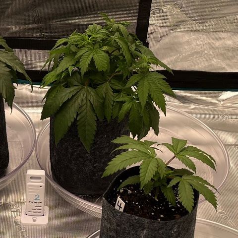 Pineapple Express P3 growlog photo: 10:15pm- Post flush 1.25 gallons distilled