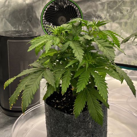 Pineapple Express P1 growlog photo: 11:45pm- Lookin much less droopy 1hr post flush, god is good 