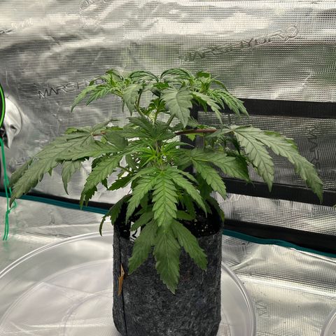 Pineapple Express P2 growlog photo: 11:45pm- Lookin much less droopy 1hr post flush, god is good. I know they’re doing well when I can’t zoom in very far without cutting leaves out of frame. 