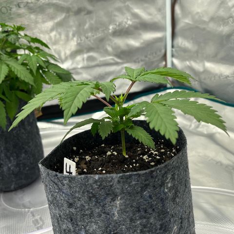 Pineapple Express P4 growlog photo: 11:45pm- Lookin great 1hr post flush, god is good
