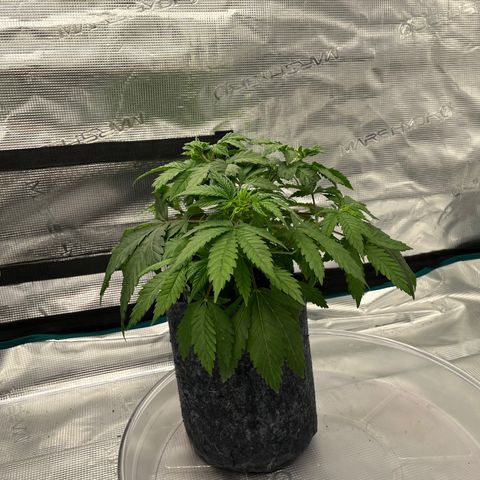 Pineapple Express P3 growlog photo: 11:45pm- Lookin much less droopy 1hr post flush, god is good. Still the droopiest of the 3 but her leaves are so low to the ground that watering P3 is by far the worst.