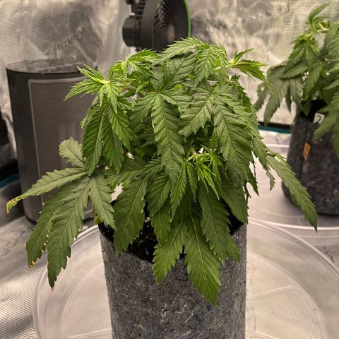Pineapple Express P1 growlog photo: 10am- little droop is back at it but VPD is fine. They’ll probably need a couple of days to fully recover. 