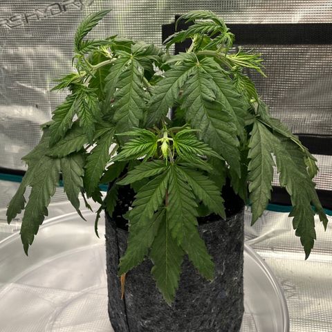 Pineapple Express P2 growlog photo: 10am- little droop is back at it but VPD is fine. They’ll probably need a couple of days to fully recover. 
