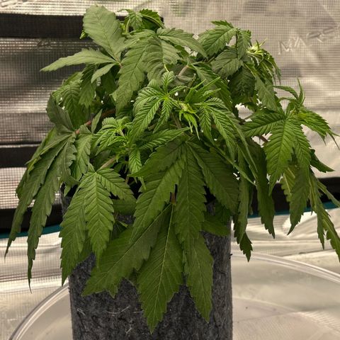 Pineapple Express P3 growlog photo: 10am- little droop is back at it but VPD is fine. They’ll probably need a couple of days to fully recover. 