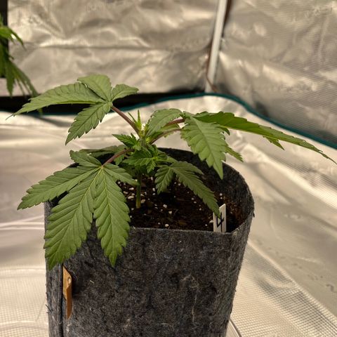 Pineapple Express P4 growlog photo: 10am- lil G growin by the day. 
