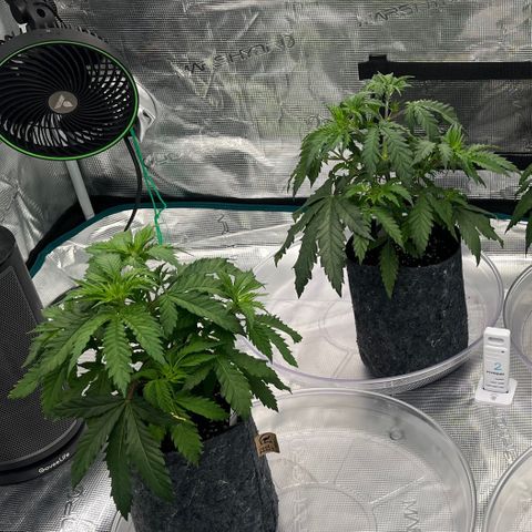 Pineapple Express P1 growlog photo: 5:30pm