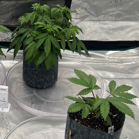 Pineapple Express P3 growlog timeline photo