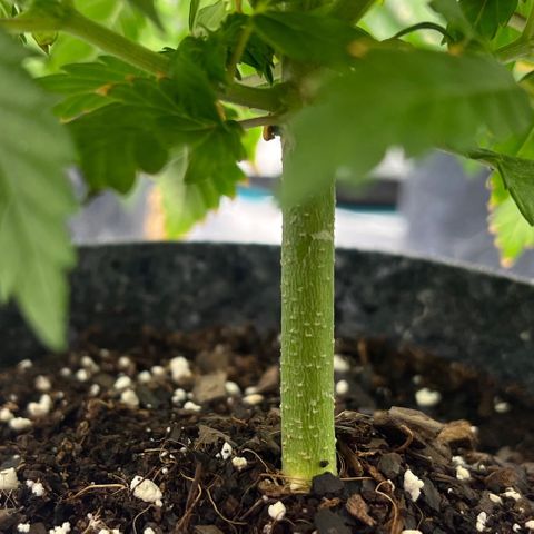 Pineapple Express P1 growlog photo: 5:30pm- getting thicc