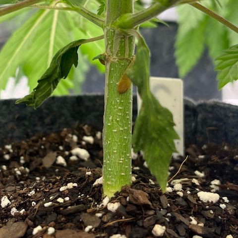 Pineapple Express P2 growlog photo: 5:30pm- getting thiccc
