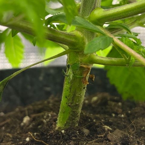 Pineapple Express P3 growlog photo: 5:30pm- getting thicccc