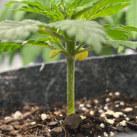 Pineapple Express P4 growlog timeline photo