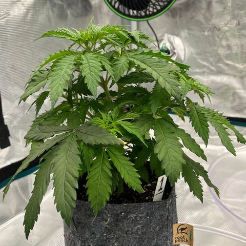 Pineapple Express P1 growlog photo: 10pm- real dark leaf rocording higher temps