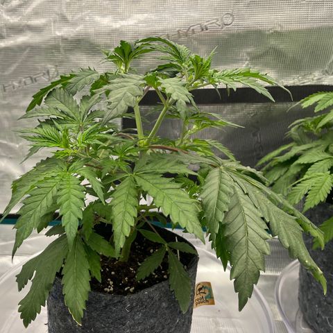 Pineapple Express P2 growlog photo: 10pm- colder than P1 by 1° ~ 2°.