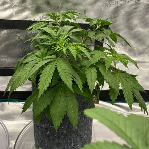 Pineapple Express P3 growlog photo: 10pm- colder than P1 by 1° ~ 2°.