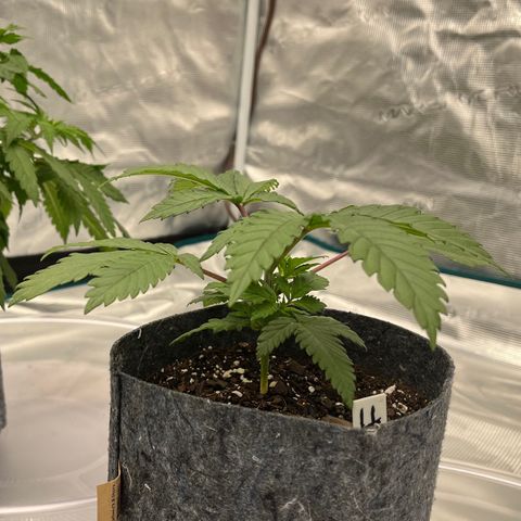 Pineapple Express P4 growlog photo: 10pm- coolin 