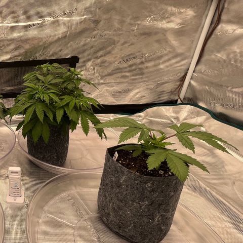 Pineapple Express P3 growlog timeline photo