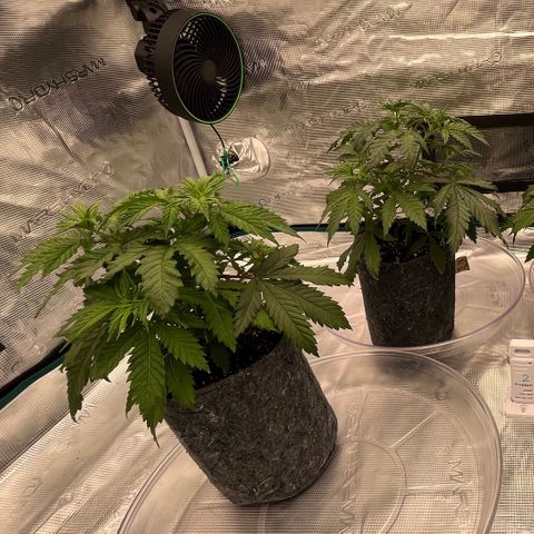 Pineapple Express P3 growlog photo: 11:59pm- VPD is solid want to see how the reacted to the environment change tomorrow morning 🤞🏼 