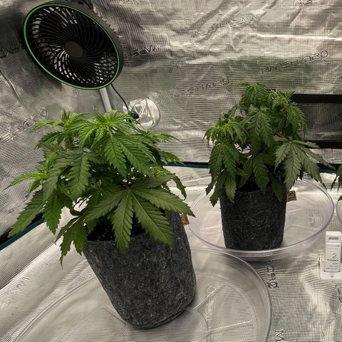 Pineapple Express P1 growlog photo: 5:30- Preflush