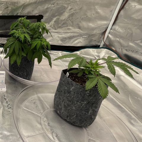 Pineapple Express P3 growlog timeline photo