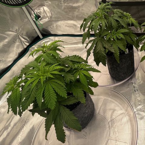 Pineapple Express P1 growlog photo: 10:30pm- 1 hour Post flush