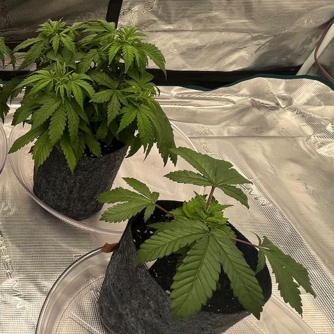 Pineapple Express P3 growlog photo: 10:30pm- 1 hour Post flush