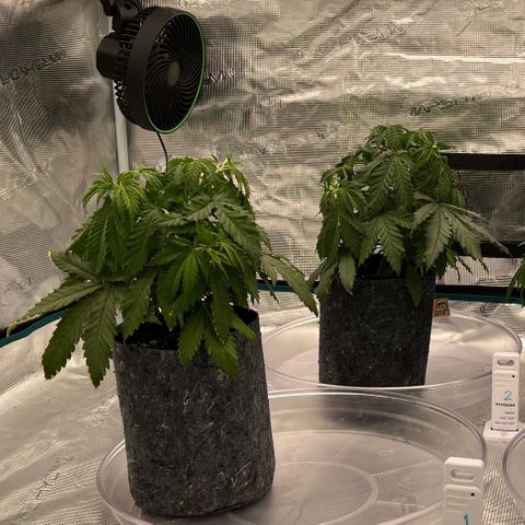 Pineapple Express P1 growlog photo: 10:30am