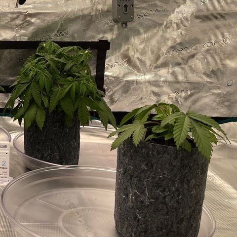 Pineapple Express P3 growlog photo: 10:30am
