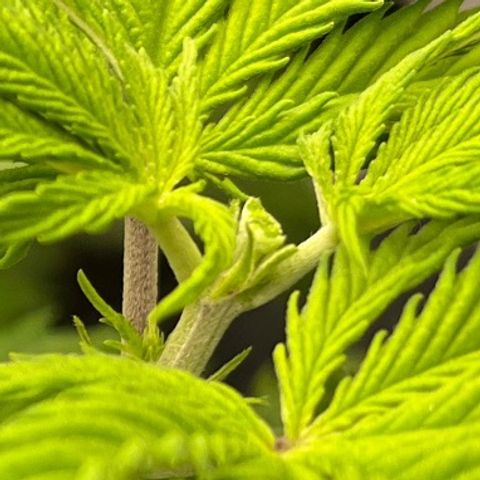 Pineapple Express P1 growlog photo: 10:30pm- took 2 4 internode apical meristems . One might argue that I FIMed them. Let’s see the results 