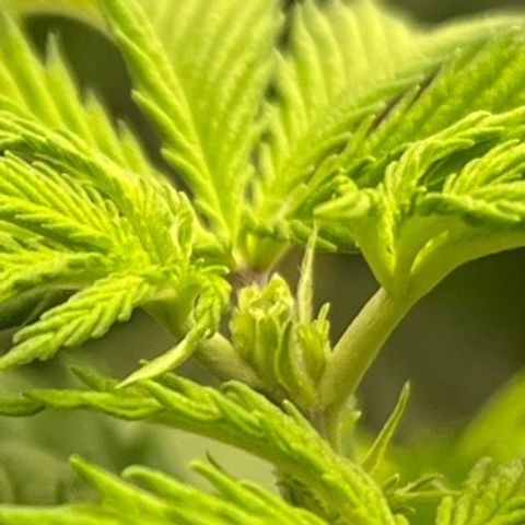 Pineapple Express P1 growlog photo: 10:30pm- took 2 4 internode apical meristems . One might argue that I FIMed them. Let’s see the results 