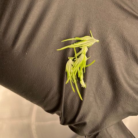 Pineapple Express P1 growlog photo: 10:30pm- took 2 4 internode apical meristems . One might argue that I FIMed them. Let’s see the results 