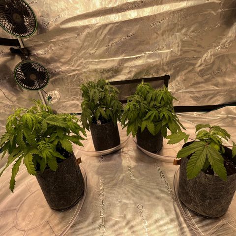 Pineapple Express P3 growlog photo: 11:30am- post water, lights on 30 minutes later than normal but should be fine. 

