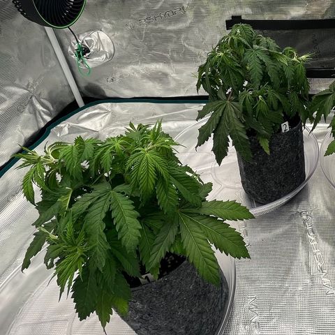 Pineapple Express P1 growlog photo: 10:30am
