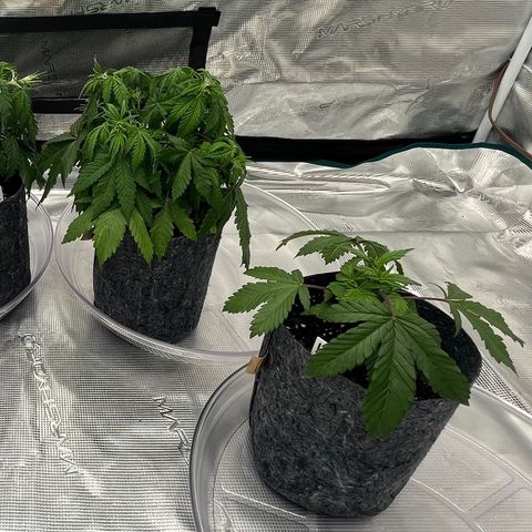 Pineapple Express P3 growlog photo: 10:30am