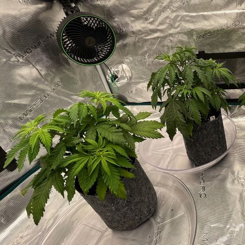 Pineapple Express P1 growlog photo: 10:30pm- few hours post CO2 implementation. CO2 levels are not as strong as I was hoping, the reaction will be done more swiftly next time to avoid losing excess CO2 hoping results are better with next mix. 