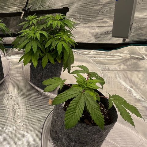 Pineapple Express P3 growlog photo: 10:30pm- few hours post CO2 implementation. CO2 levels are not as strong as I was hoping, the reaction will be done more swiftly next time to avoid losing excess CO2 hoping results are better with next mix. 