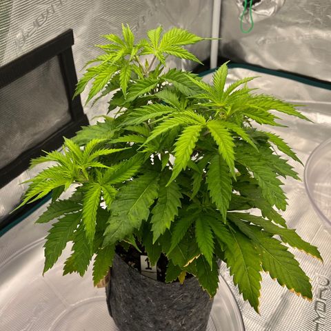 Pineapple Express P1 growlog photo: 6:15pm Looks happier than usual lately, new growth bright green 