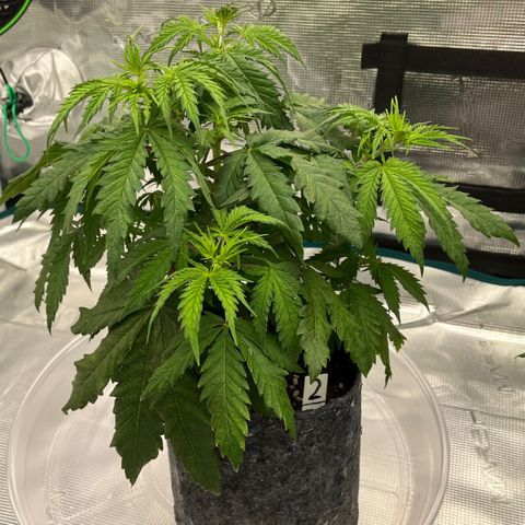 Pineapple Express P2 growlog photo: 6:15pm- Looks happier than usual on water off-day, new growth bright green 