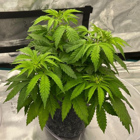 Pineapple Express P3 growlog photo: 6:15pm- Looks happier than usual on water off-day, new growth bright green 