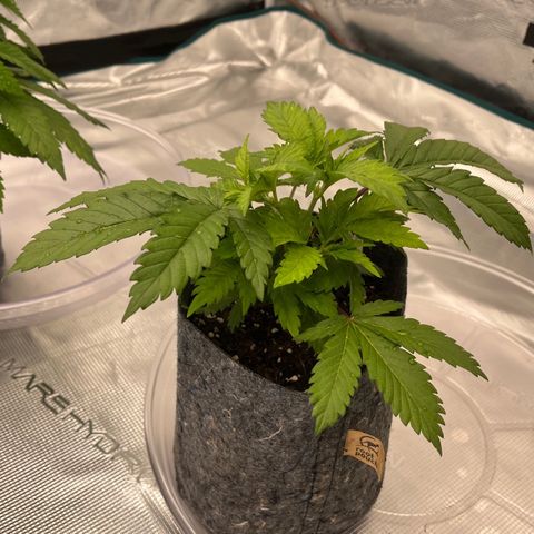 Pineapple Express P4 growlog photo: 6:15pm- Looks happier than usual on water off-day, new growth bright green 