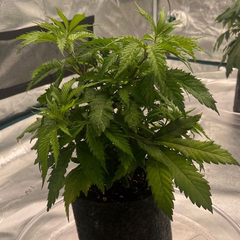 Pineapple Express P1 growlog photo: 10:45pm- post water