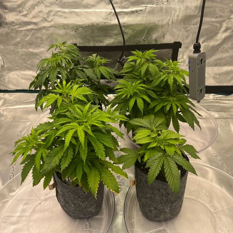 Pineapple Express P3 growlog photo: 8pm- gangs lookin happy, might water later