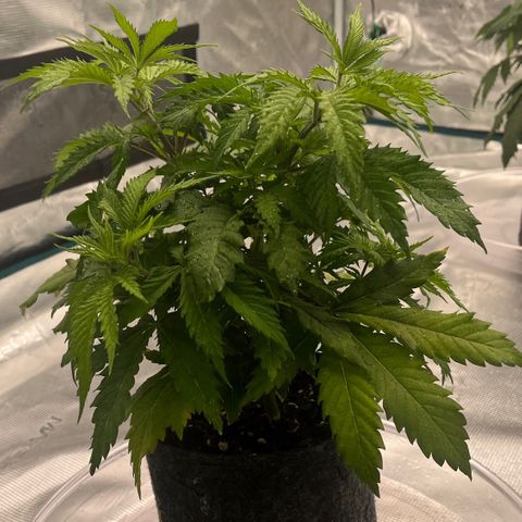 Pineapple Express P1 growlog photo: 10:45pm- post water 