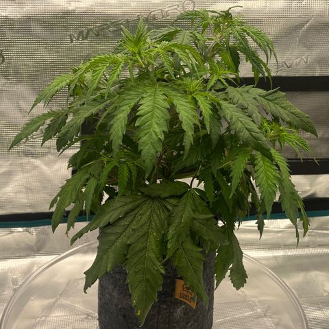 Pineapple Express P2 growlog photo: 11pm- post water